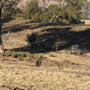 Wallabia bicolor (Swamp Wallaby) at Crowther, NSW - Today by Frecko