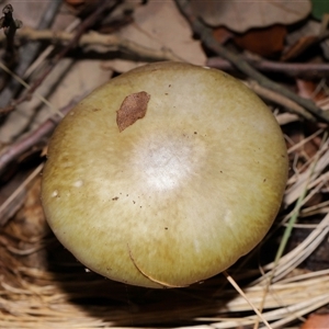 Amanita phalloides at Yarralumla, ACT - 27 May 2025 by TimL