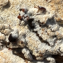 Unverified Fungus at Crowther, NSW - 29 May 2025 by Frecko