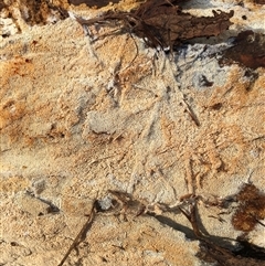 Xylodon 'Schizopora group' at Crowther, NSW - 29 May 2025 02:39 PM