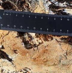 Xylodon 'Schizopora group' at Crowther, NSW - 29 May 2025 02:39 PM