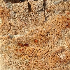 Xylodon 'Schizopora group' at Crowther, NSW - 29 May 2025 02:39 PM