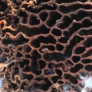 Hexagonia vesparia (Wasp Nest Polypore) at Crowther, NSW - Yesterday by Frecko