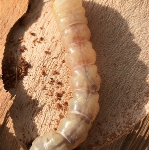 Unverified Moth (Lepidoptera) at Crowther, NSW - Yesterday by Frecko