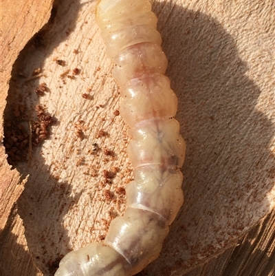 Endoxyla (genus) (Unknown Wood Moth) at Crowther, NSW - 29 May 2025 by Frecko