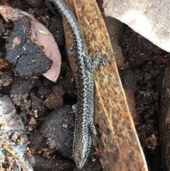 Egernia striolata (Tree Skink) at Crowther, NSW - 29 May 2025 by Frecko