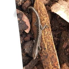 Egernia striolata at Crowther, NSW - 29 May 2025 11:08 AM