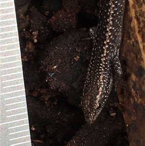 Egernia striolata at Crowther, NSW - 29 May 2025 11:08 AM