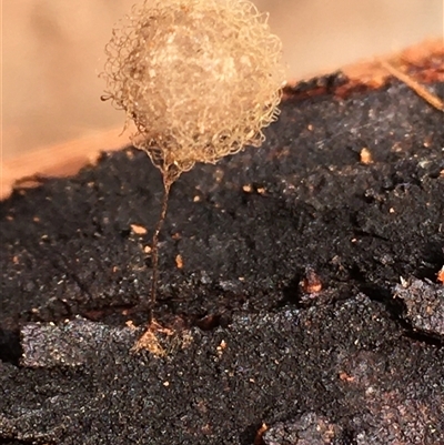Australomimetus sp. (genus) (Unidentified Pirate spider) at Crowther, NSW - 29 May 2025 by Frecko
