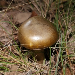 Unverified Cap on a stem; gills below cap [mushrooms or mushroom-like] at Yarralumla, ACT - 27 May 2025 by TimL