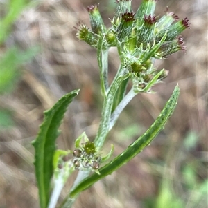 Senecio sp. at Tharwa, ACT - 2 Dec 2023 by JaneR