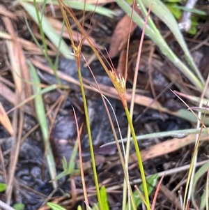 Juncus tenuis (Slender Rush) at Tharwa, ACT - 2 Dec 2023 by JaneR