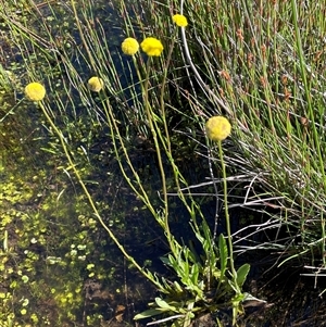 Craspedia variabilis at Tharwa, ACT - 17 Dec 2023 by JaneR