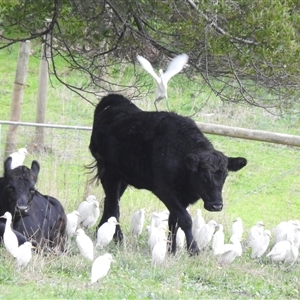 Bubulcus coromandus at Emerald, VIC - Today by GlossyGal