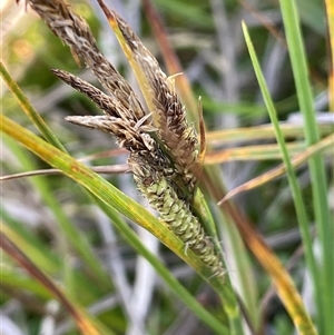 Carex gaudichaudiana (Fen Sedge) at Tharwa, ACT - 17 Dec 2023 by JaneR