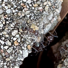 Iridomyrmex sp. (genus) (Ant) at Townsville City, QLD - 30 May 2025 by Hejor1