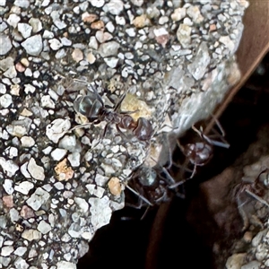 Iridomyrmex sp. (genus) at Townsville City, QLD - Today by Hejor1