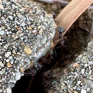 Iridomyrmex sp. (genus) at Townsville City, QLD - 30 May 2025 10:26 AM