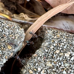 Iridomyrmex sp. (genus) at Townsville City, QLD - 30 May 2025 10:26 AM