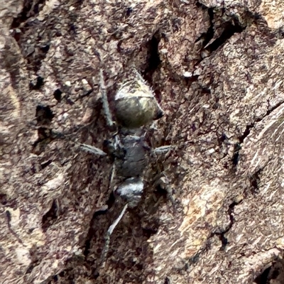 Polyrhachis sp. (genus) (A spiny ant) at Townsville City, QLD - 30 May 2025 by Hejor1
