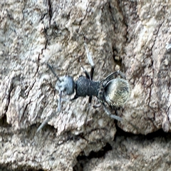 Polyrhachis sp. (genus) at Townsville City, QLD - 30 May 2025 10:26 AM