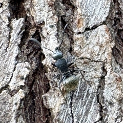 Polyrhachis sp. (genus) at Townsville City, QLD - 30 May 2025 10:26 AM