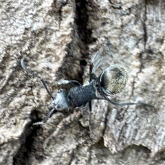 Polyrhachis sp. (genus) at Townsville City, QLD - 30 May 2025 10:26 AM