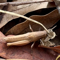 Acrididae sp. (family) (Unidentified Grasshopper) at Townsville City, QLD - 30 May 2025 by Hejor1