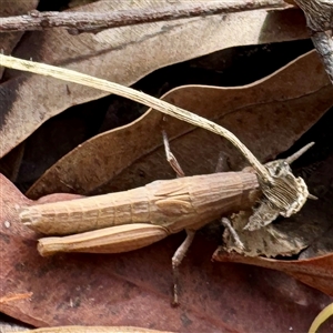 Acrididae sp. (family) at Townsville City, QLD - Today by Hejor1