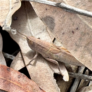 Acrididae sp. (family) at Townsville City, QLD - 30 May 2025 10:27 AM