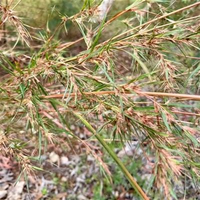 Themeda quadrivalvis at Townsville City, QLD - 30 May 2025 by Hejor1