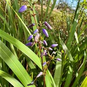 Dianella sp. at Townsville City, QLD - Today by Hejor1