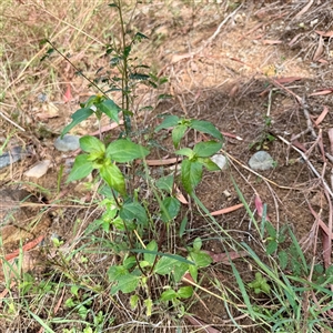Synedrella nodiflora at Townsville City, QLD - Today by Hejor1