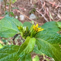 Synedrella nodiflora at Townsville City, QLD - 30 May 2025 10:31 AM