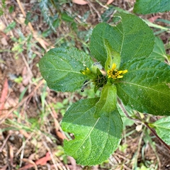 Synedrella nodiflora at Townsville City, QLD - 30 May 2025 10:31 AM