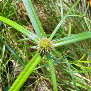 Cyperus at Townsville City, QLD - Today by Hejor1