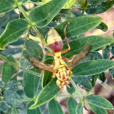 Ropalidia romandi (Yellow Brown Paper Wasp) at Townsville City, QLD - 30 May 2025 by Hejor1