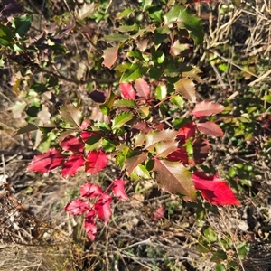Berberis aquifolium at Isaacs, ACT - Today by Mike