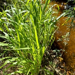 Megathyrsus maximus var. publiglumis at Townsville City, QLD - 30 May 2025 by Hejor1
