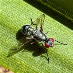 Diptera (order) at Townsville City, QLD - 30 May 2025 by Hejor1
