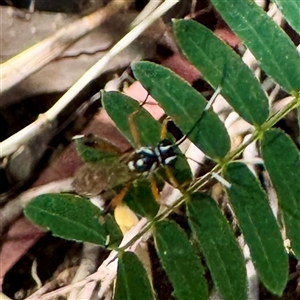Ichneumonidae (family) at Townsville City, QLD - Today by Hejor1