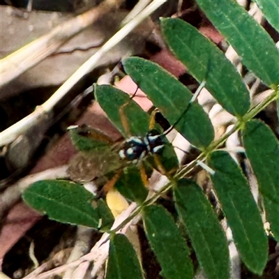 Ichneumonidae (family) at Townsville City, QLD - 30 May 2025 by Hejor1