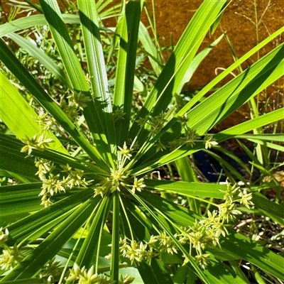 Cyperus involucratus at Townsville City, QLD - 30 May 2025 by Hejor1