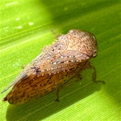 Cicadellidae (family) at Townsville City, QLD - 30 May 2025 by Hejor1