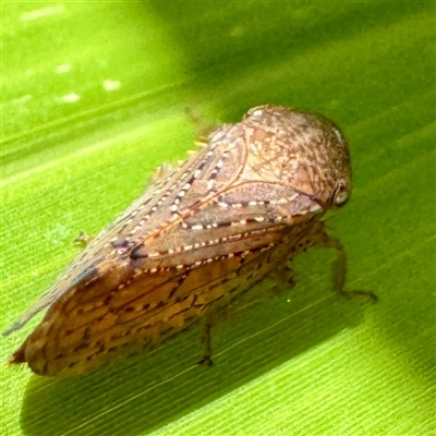 Cicadellidae (family) at Townsville City, QLD - 30 May 2025 by Hejor1