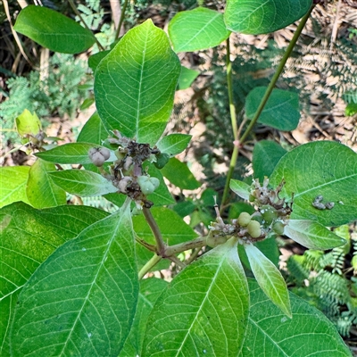 Euphorbia sp. at Townsville City, QLD - 30 May 2025 by Hejor1