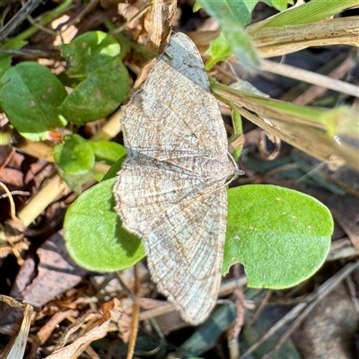 Chiasmia assimilis at Townsville City, QLD - 30 May 2025 by Hejor1