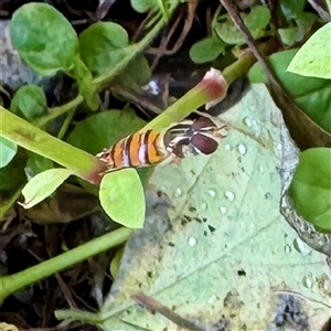 Eumerus sp. (genus) at Townsville City, QLD - Today by Hejor1