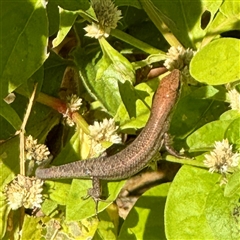 Carlia sp. (rainbow skinks) at Townsville City, QLD - 30 May 2025 by Hejor1