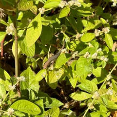 Carlia sp. at suppressed - suppressed